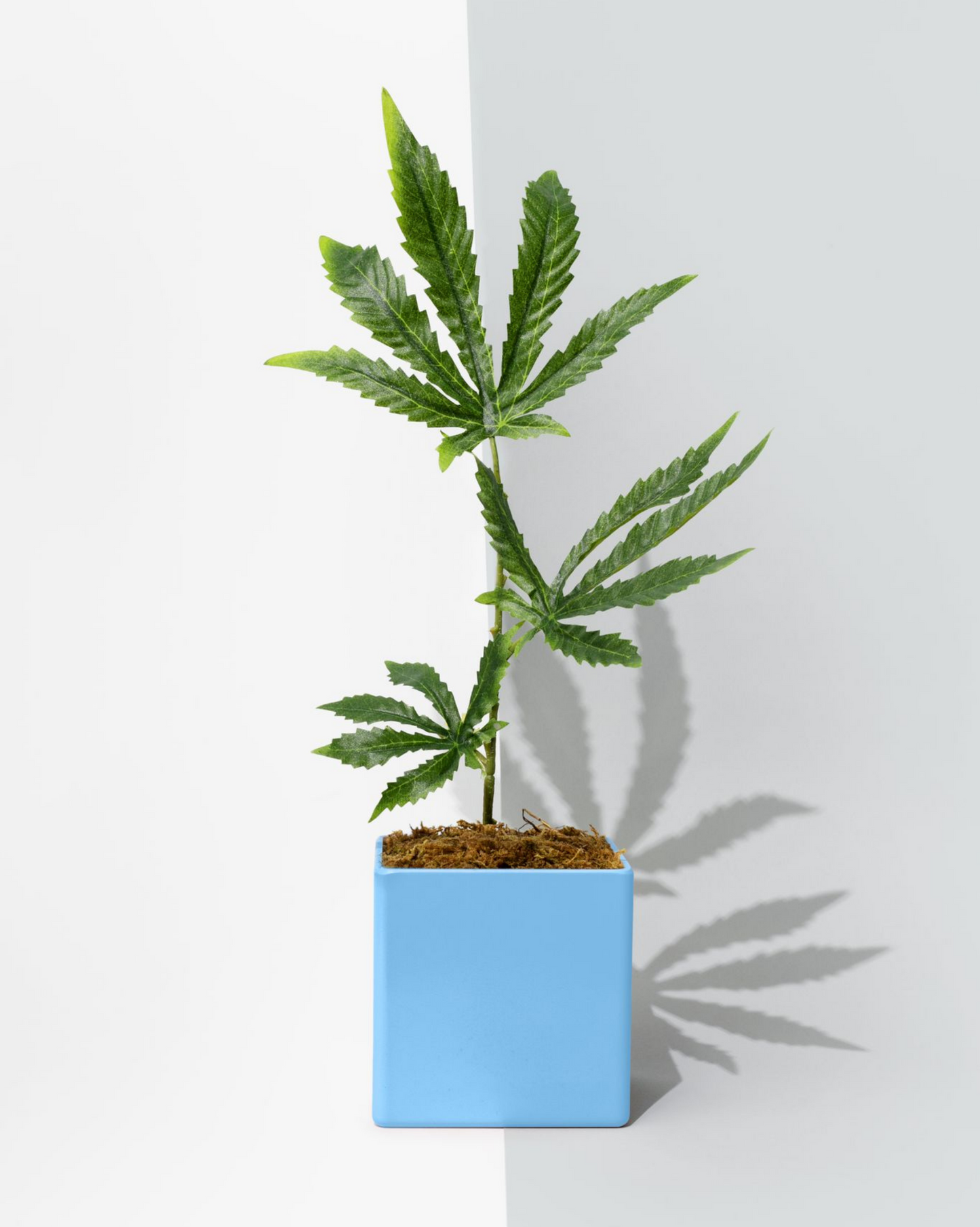 Blue Pot