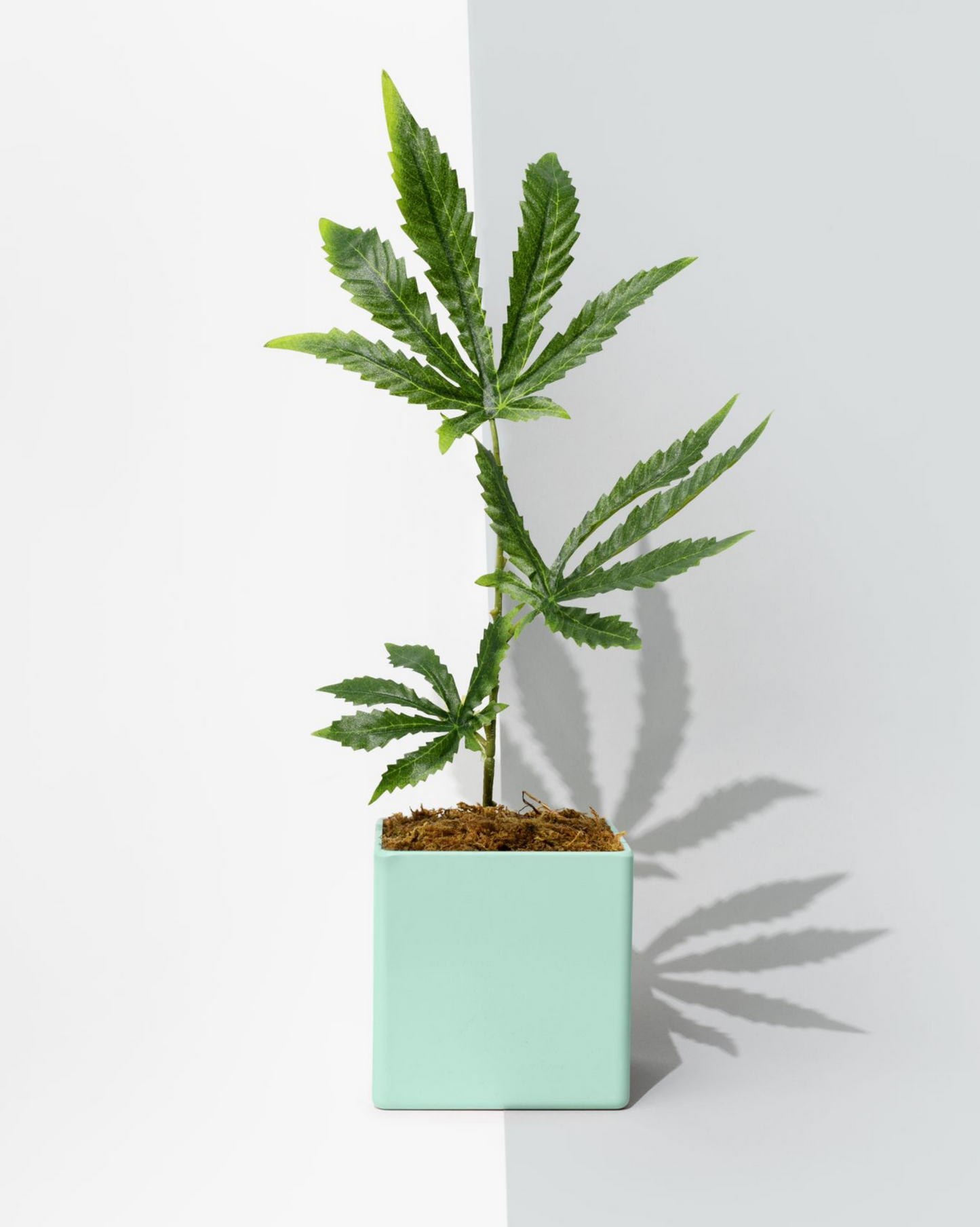 Green Pot