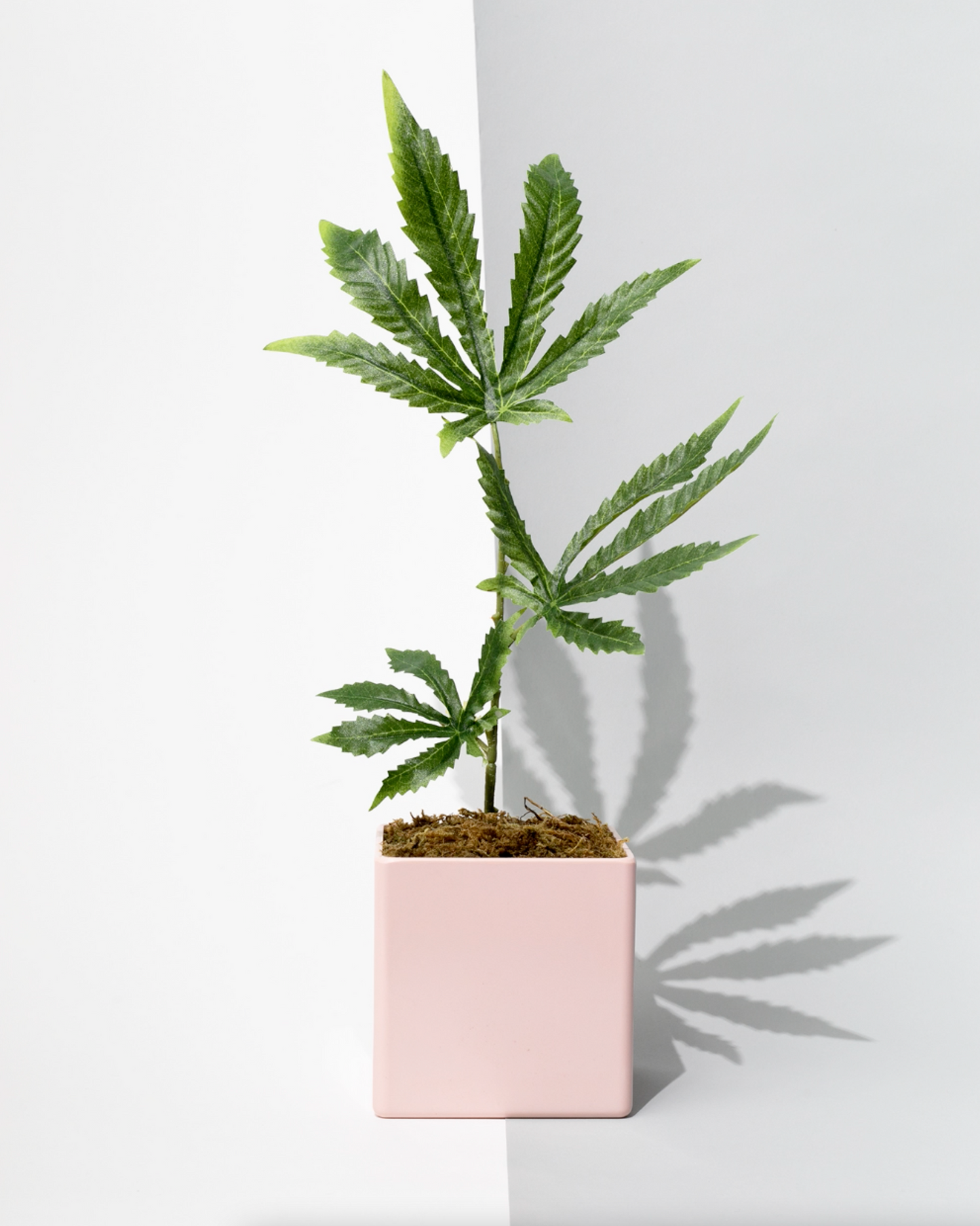 Pink Pot